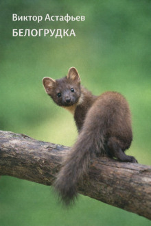 Белогрудка